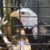 Who Stole Sammy The One-Winged Bald Eagle From The Quogue Wildlife Refuge?